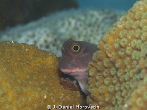 Redlip blenny peering around coral mound. by J. Daniel Horovatin 